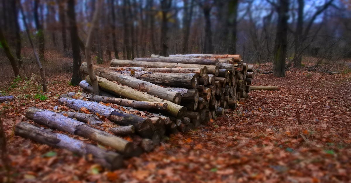 Maintaining Optimal Indoor Humidity Levels for Timber Floors